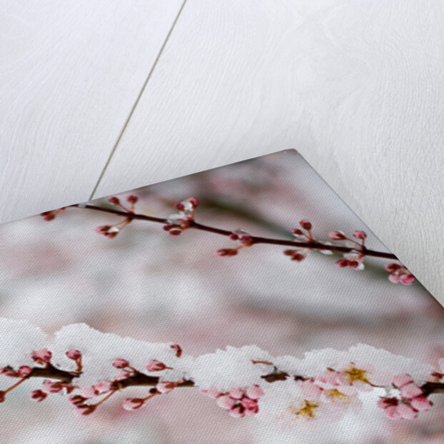 Snow on Cherry Tree Branch by Anonymous