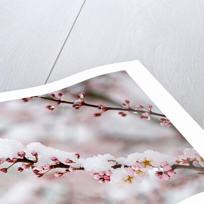 Snow on Cherry Tree Branch by Anonymous