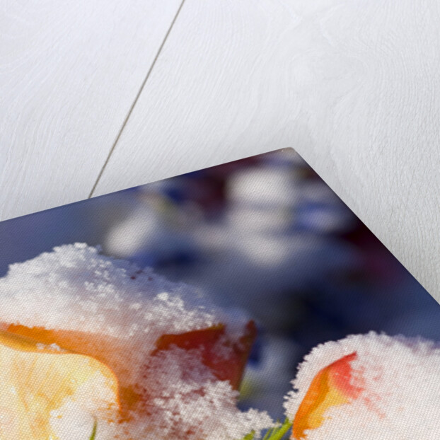 Snow-Covered Roses by Anonymous