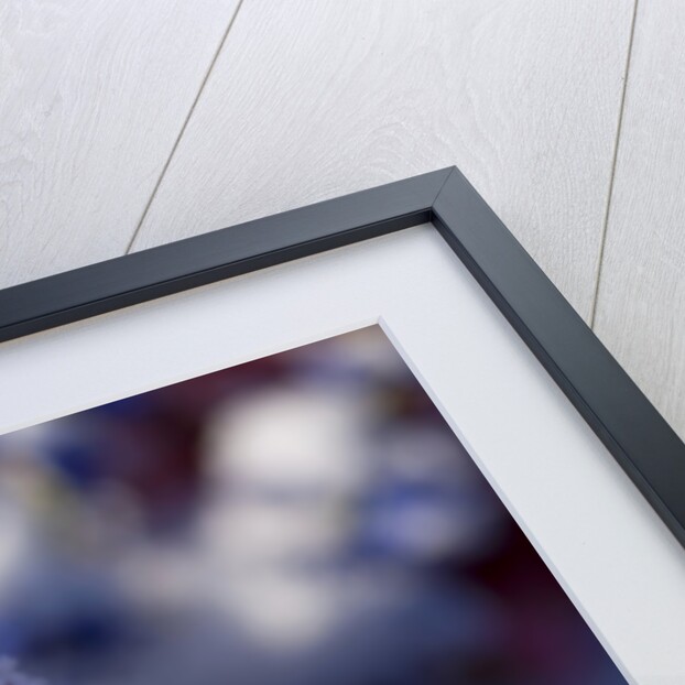 Snow-Covered Roses by Anonymous