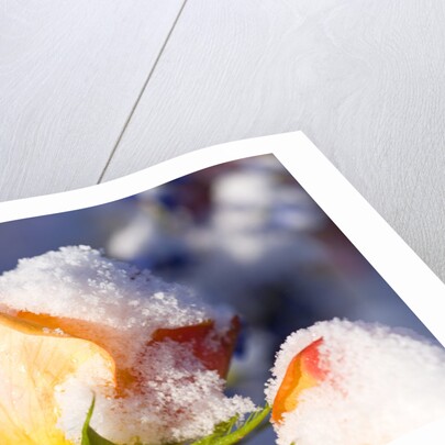 Snow-Covered Roses by Anonymous