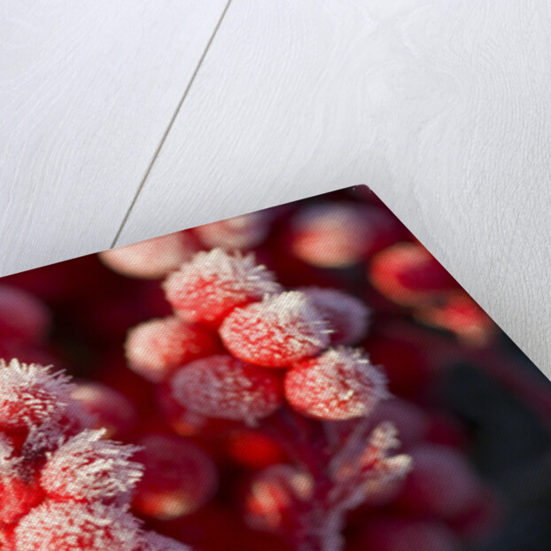 Frost-Covered Berries by Anonymous
