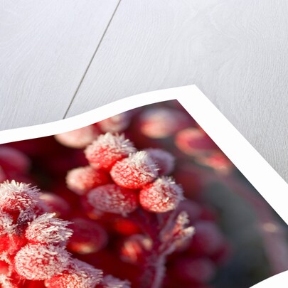 Frost-Covered Berries by Anonymous