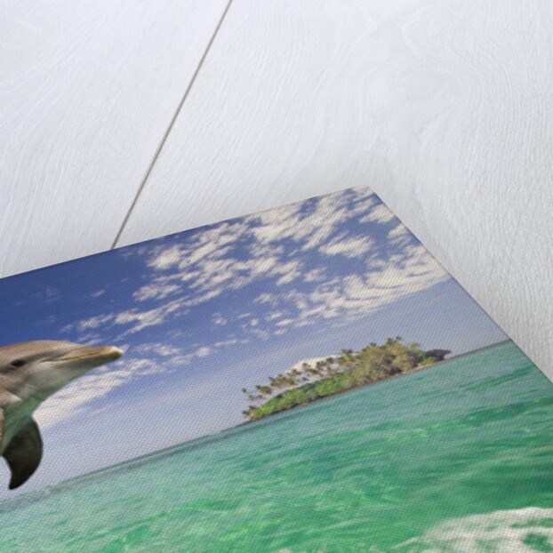 Bottlenosed Dolphin Leaping in Caribbean Sea by Anonymous