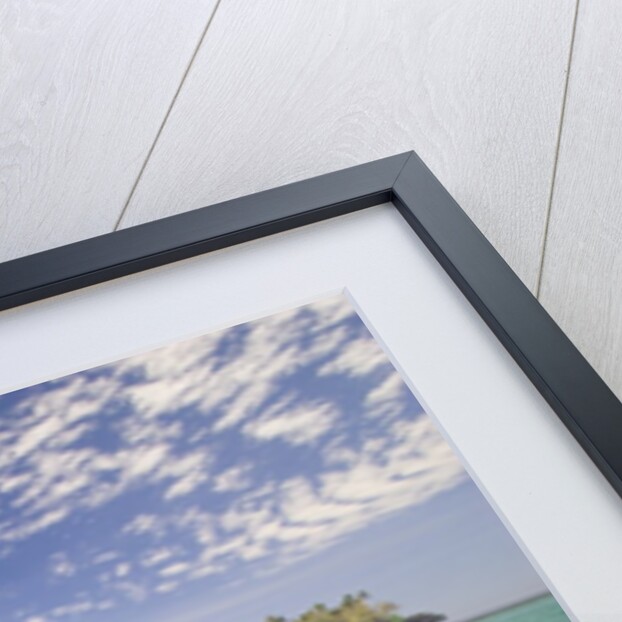 Bottlenosed Dolphin Leaping in Caribbean Sea by Anonymous