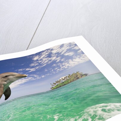 Bottlenosed Dolphin Leaping in Caribbean Sea by Anonymous