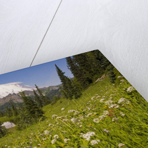 Mount Rainier National Park by Anonymous