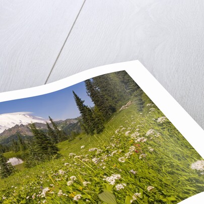 Mount Rainier National Park by Anonymous