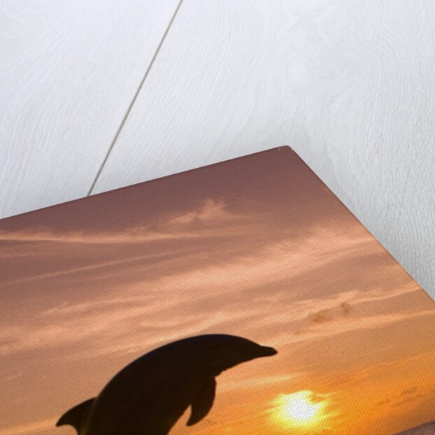 Bottlenosed Dolphin Leaping at Sunset by Anonymous