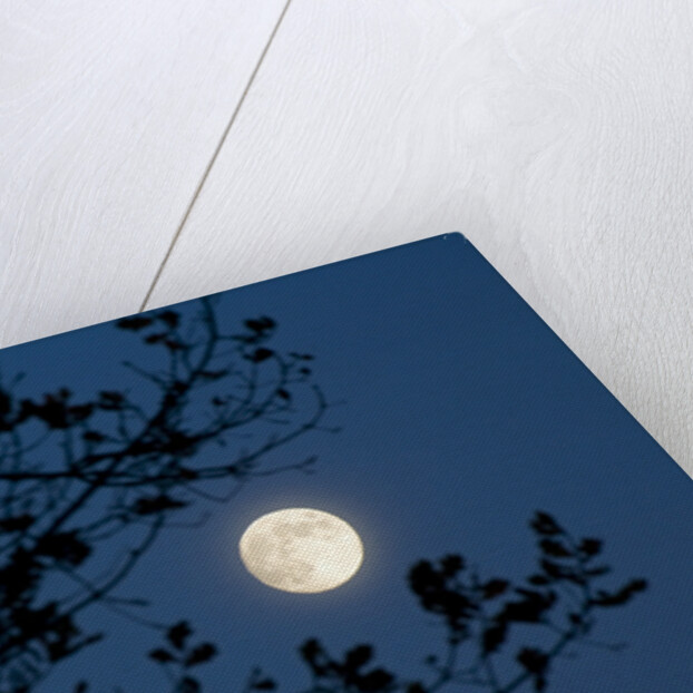 Full Moon in Winter by Anonymous