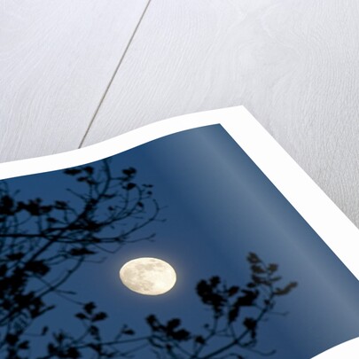 Full Moon in Winter by Anonymous