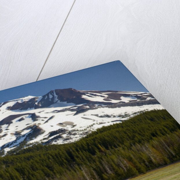 Deer Feeding in Meadow at Foot of South Sister by Anonymous