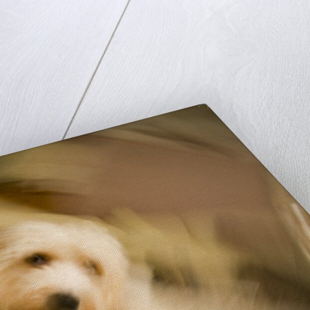 Dog Shaking Off by Anonymous