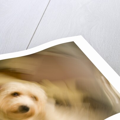 Dog Shaking Off by Anonymous