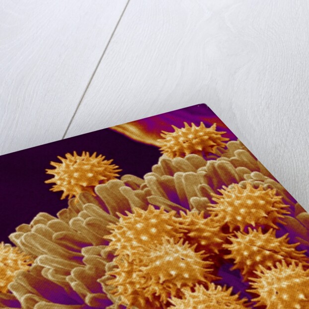 Pollen on Pistil of Cosmos by Anonymous