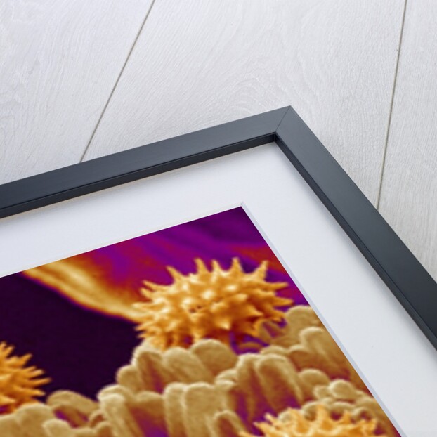 Pollen on Pistil of Cosmos by Anonymous