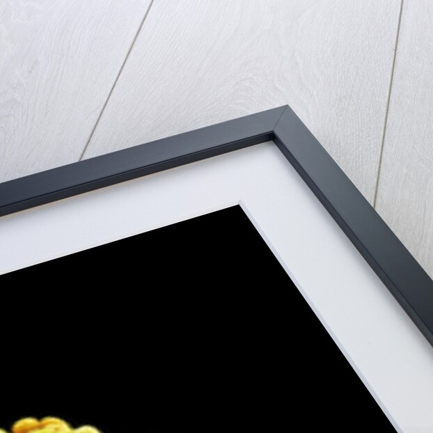 Pollen on Pistil of Pieris Japonica by Anonymous