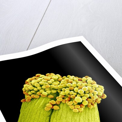 Pollen on Pistil of Pieris Japonica by Anonymous