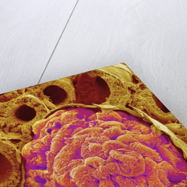 Glomerulus from Rat Kidney by Anonymous