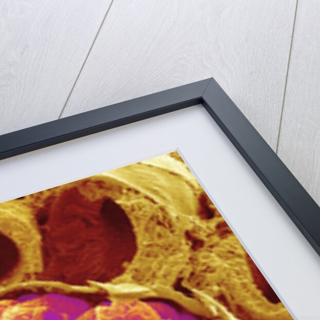 Glomerulus from Rat Kidney by Anonymous