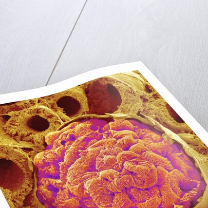 Glomerulus from Rat Kidney by Anonymous