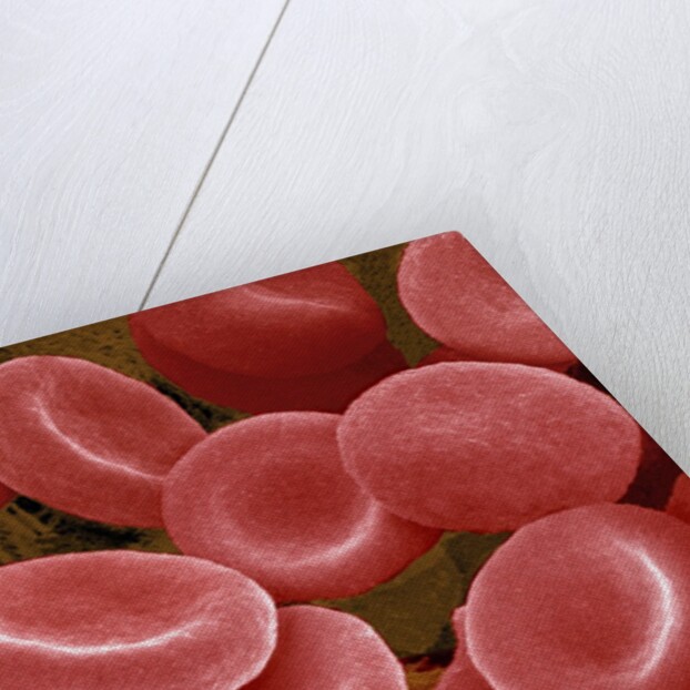 Human Red Blood Cells by Anonymous