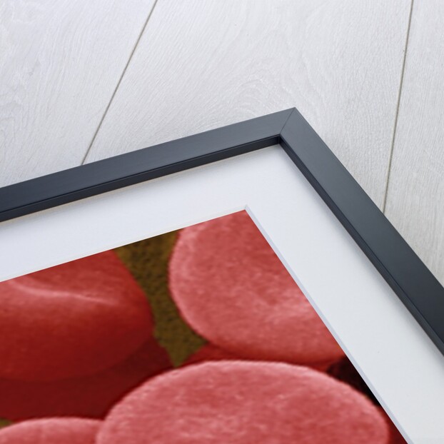 Human Red Blood Cells by Anonymous