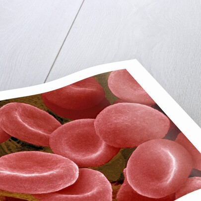 Human Red Blood Cells by Anonymous