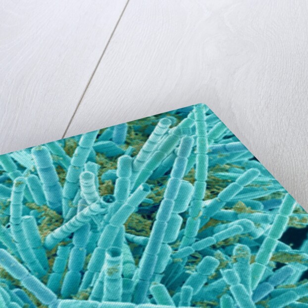 Marine Diatom by Anonymous