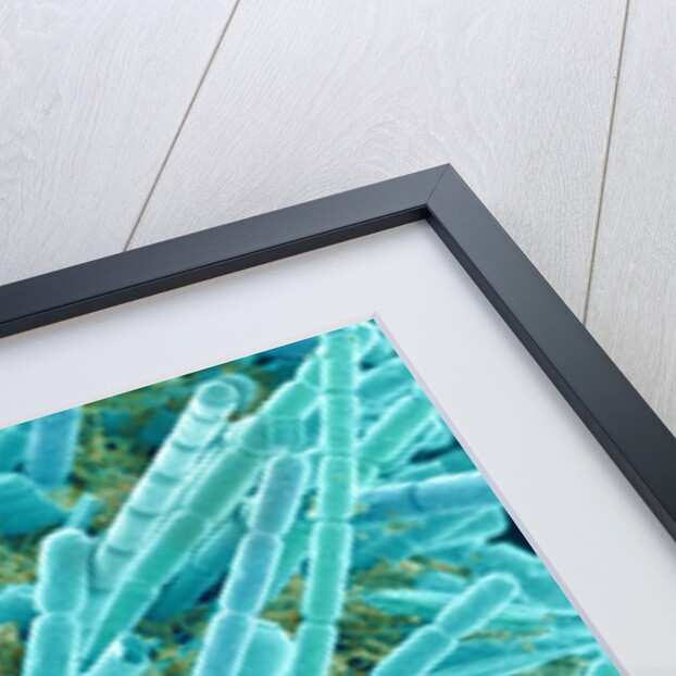 Marine Diatom by Anonymous