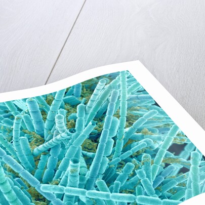 Marine Diatom by Anonymous