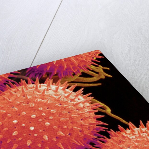 Pollen on Pistil of Mallow by Anonymous