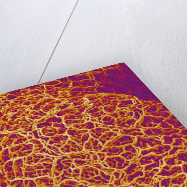 Blood Vessel Cast from Rat Colon by Anonymous