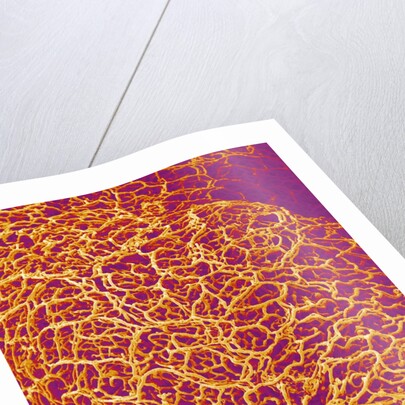 Blood Vessel Cast from Rat Colon by Anonymous