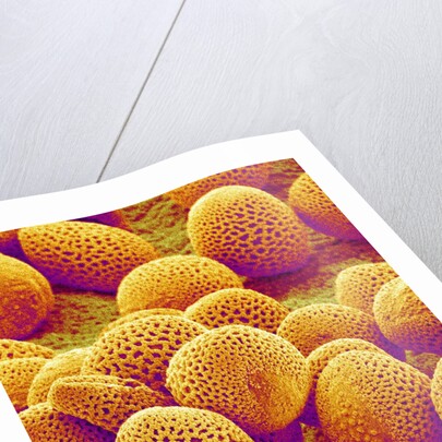 Lily Pollen by Anonymous