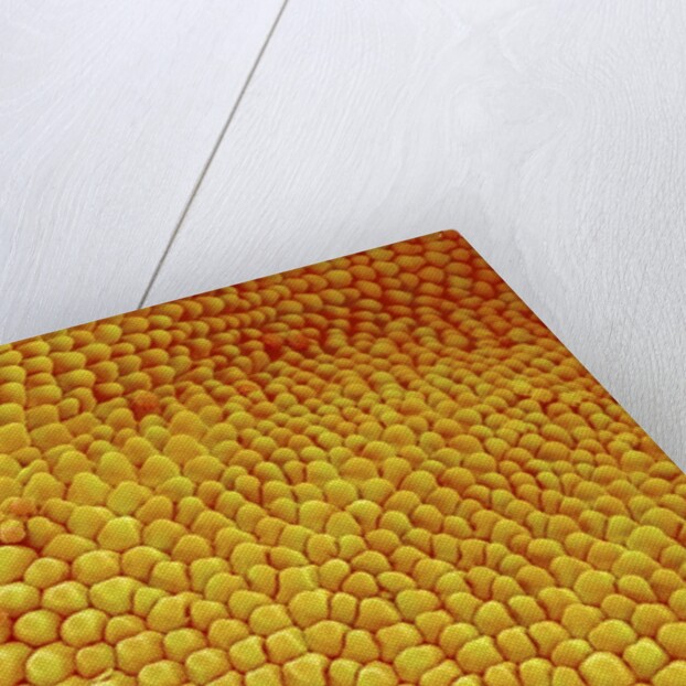 Petal of Wildflower in Chrysanthemum Family by Anonymous