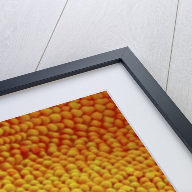 Petal of Wildflower in Chrysanthemum Family by Anonymous