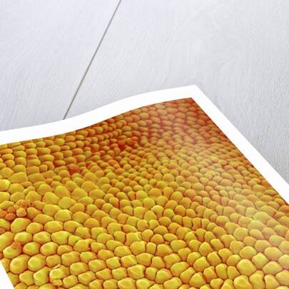 Petal of Wildflower in Chrysanthemum Family by Anonymous