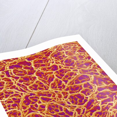 Blood Vessel Cast from Rat Colon by Anonymous