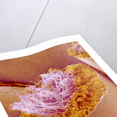 Sperm in Testis of a Rat by Anonymous