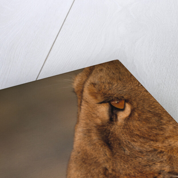 Lion Cub at Dawn, Botswana by Anonymous