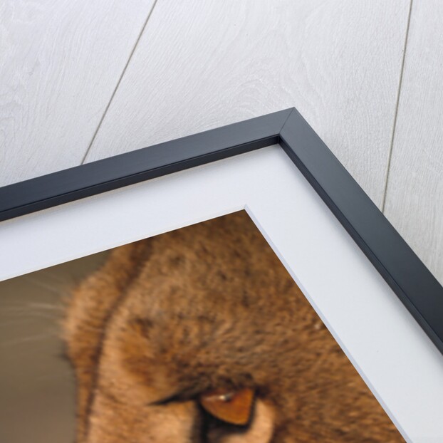 Lion Cub at Dawn, Botswana by Anonymous