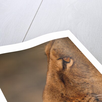 Lion Cub at Dawn, Botswana by Anonymous