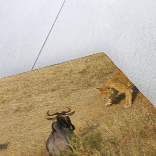 Lions Hunting a Wildebeest by Anonymous