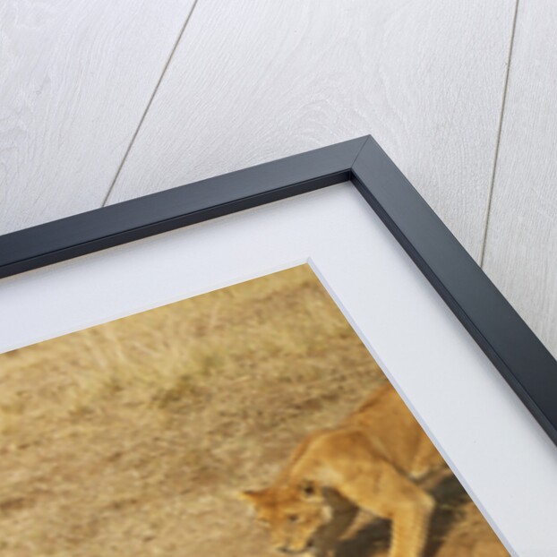 Lions Hunting a Wildebeest by Anonymous