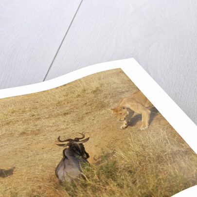Lions Hunting a Wildebeest by Anonymous