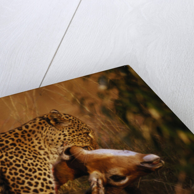 Leopard with Impala Kill by Anonymous