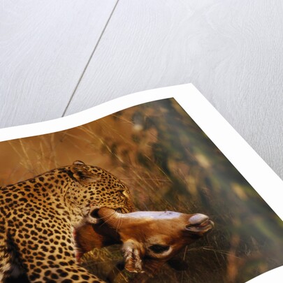 Leopard with Impala Kill by Anonymous