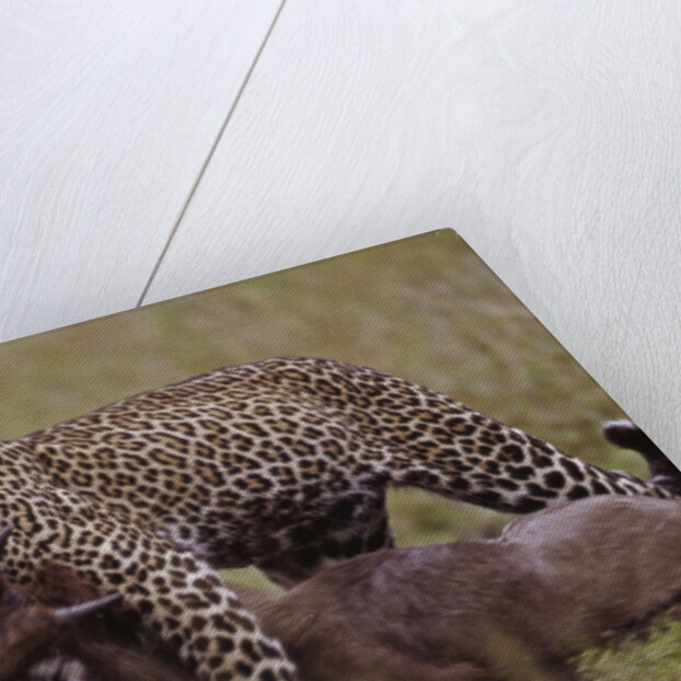 Leopard with Wildebeest Kill by Anonymous