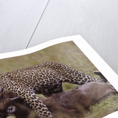 Leopard with Wildebeest Kill by Anonymous